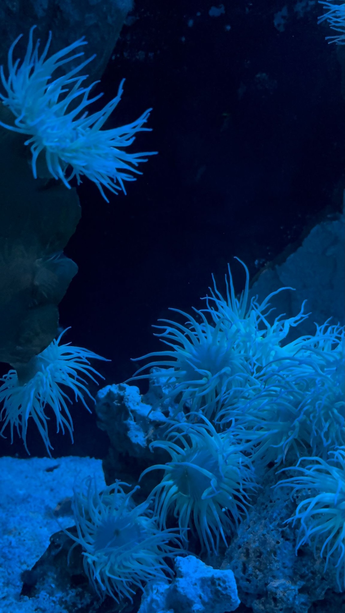 Blue sea anemones attached to submerged rocks in a dark aquarium or underwater scene.