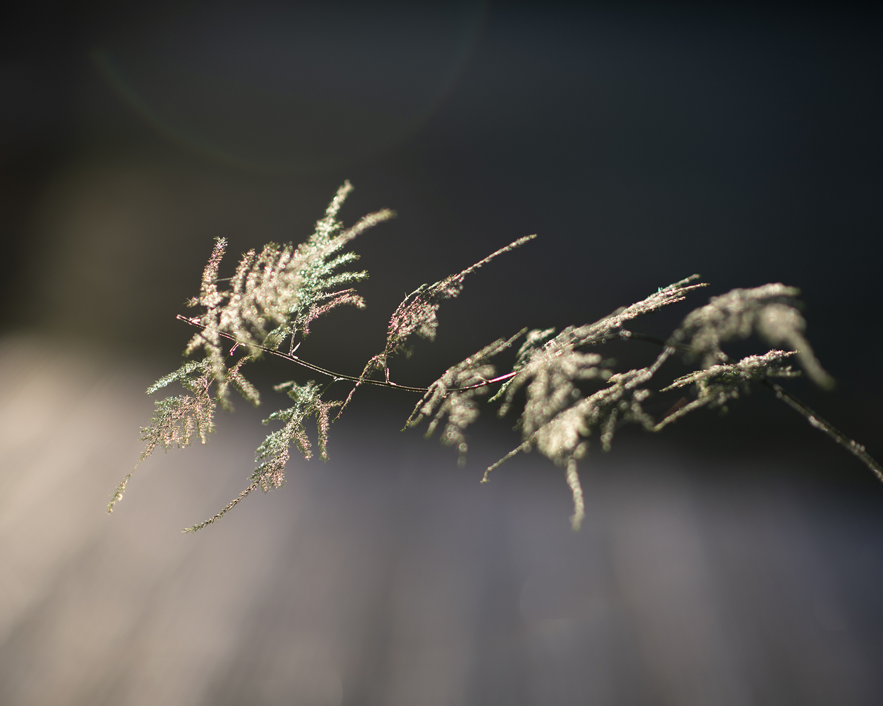 Close up of a fern plant