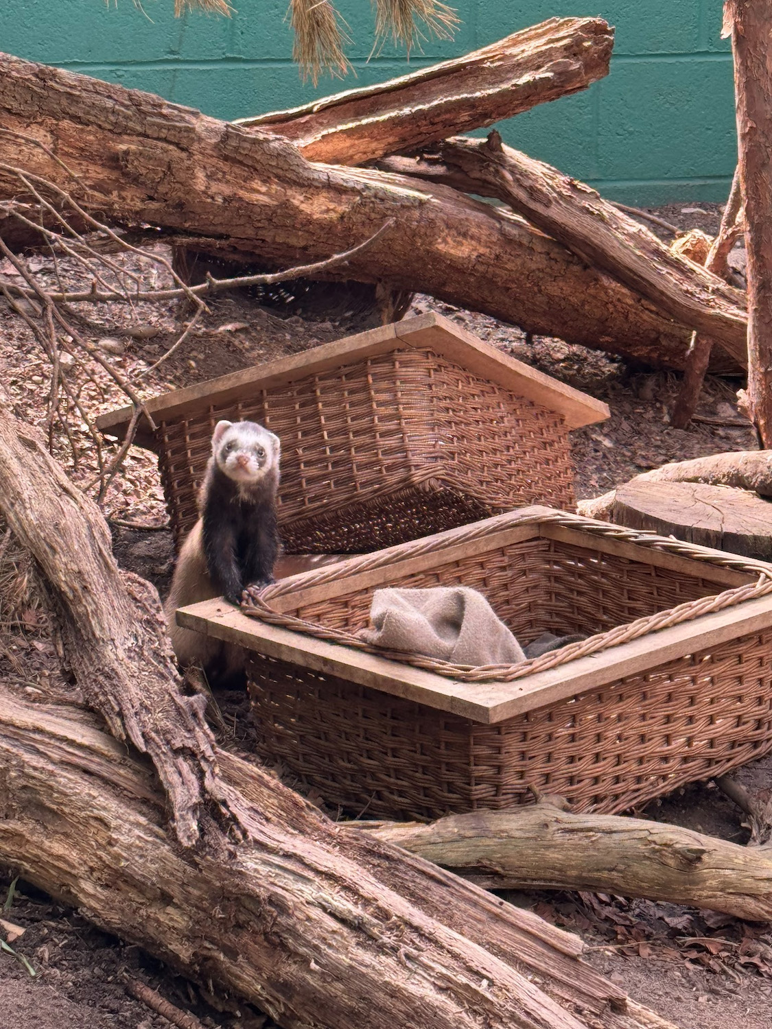 A ferret stands beside two woven wooden baskets in a natural setting filled with fallen branches and logs. The background features a green wall, suggesting an outdoor habitat.