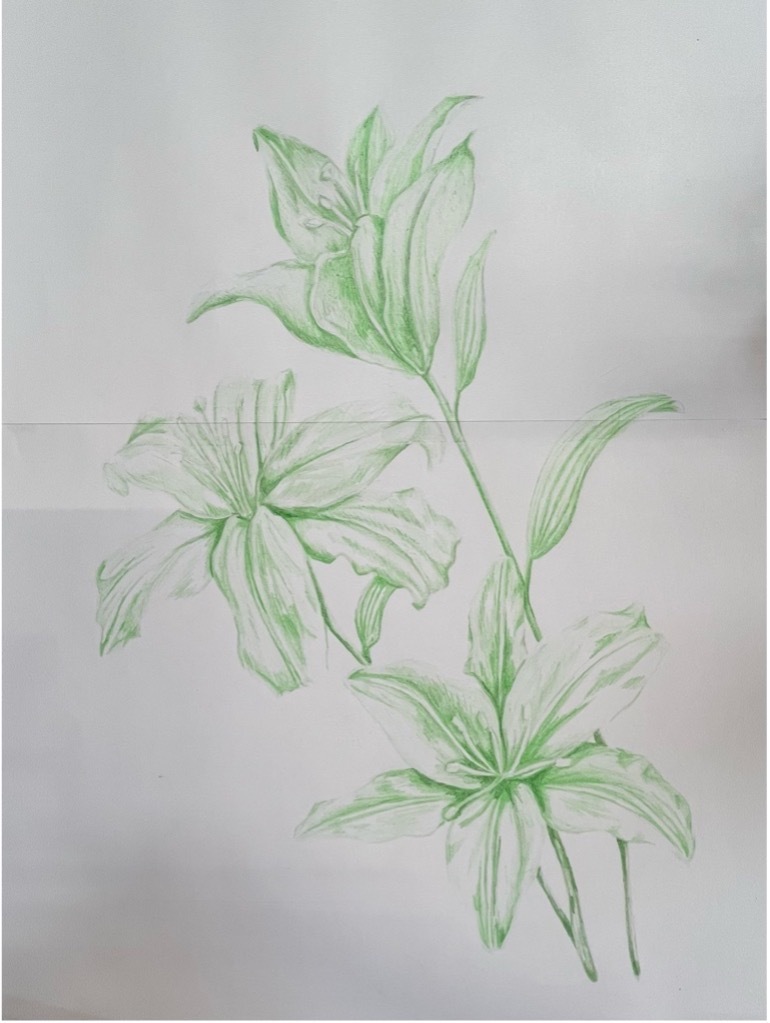 Sketches of green flowers on paper.