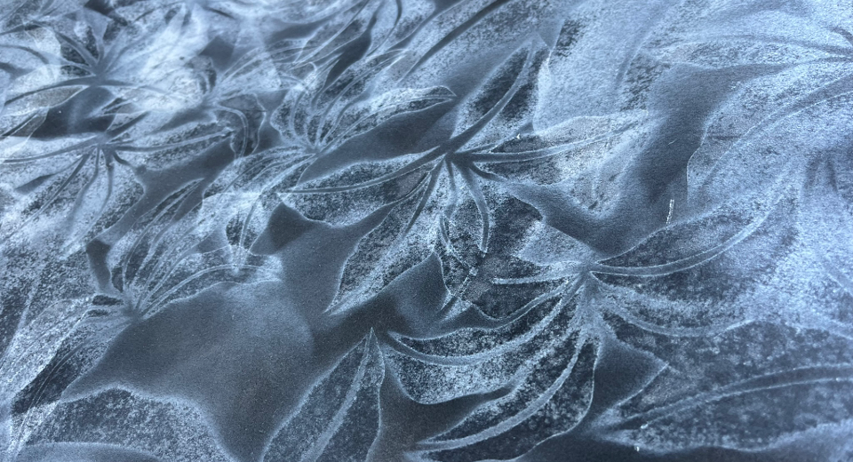 Frost-covered leaves in blue-grey tones with intricate ice crystal patterns and delicate branching structures across the surface.