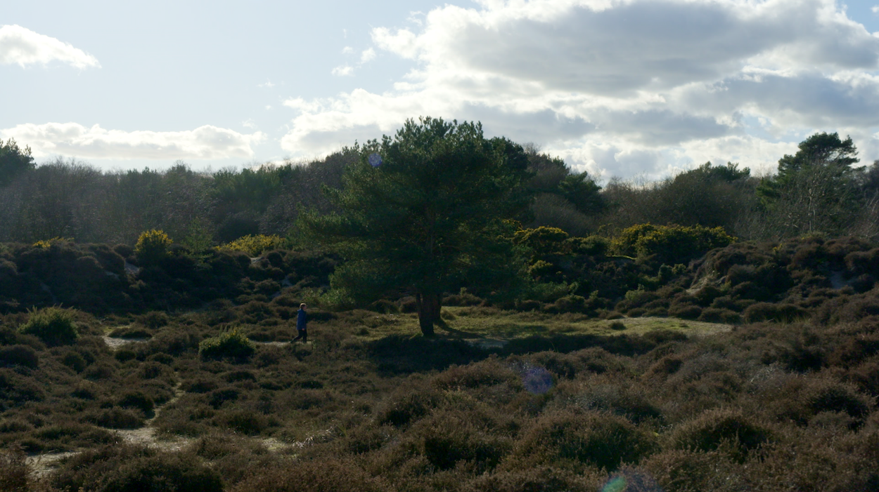 Heathland landscape with purple heather, scattered green trees, and cloudy sky. Rolling terrain with mix of low shrubs and taller vegetation.