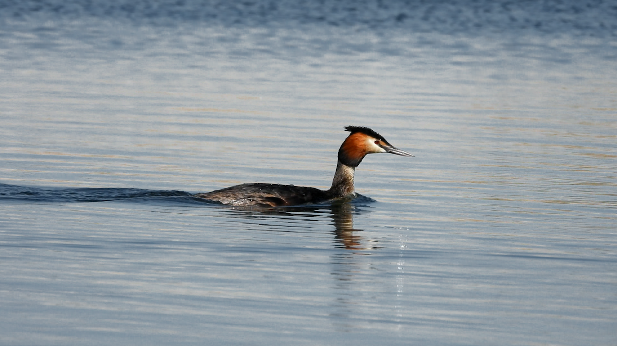 Grebe with orange and black head crest swimming in calm blue water with gentle ripples reflecting light.
