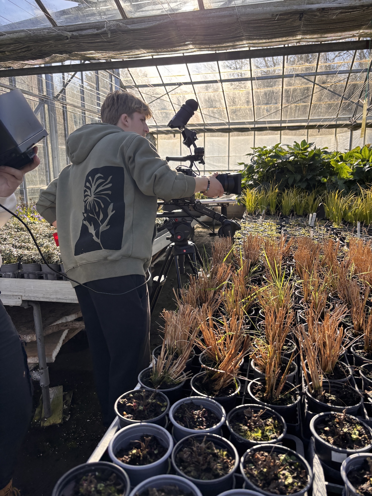 Person operating camera on tripod in greenhouse with potted plants, orange grasses, and glass roof structure.