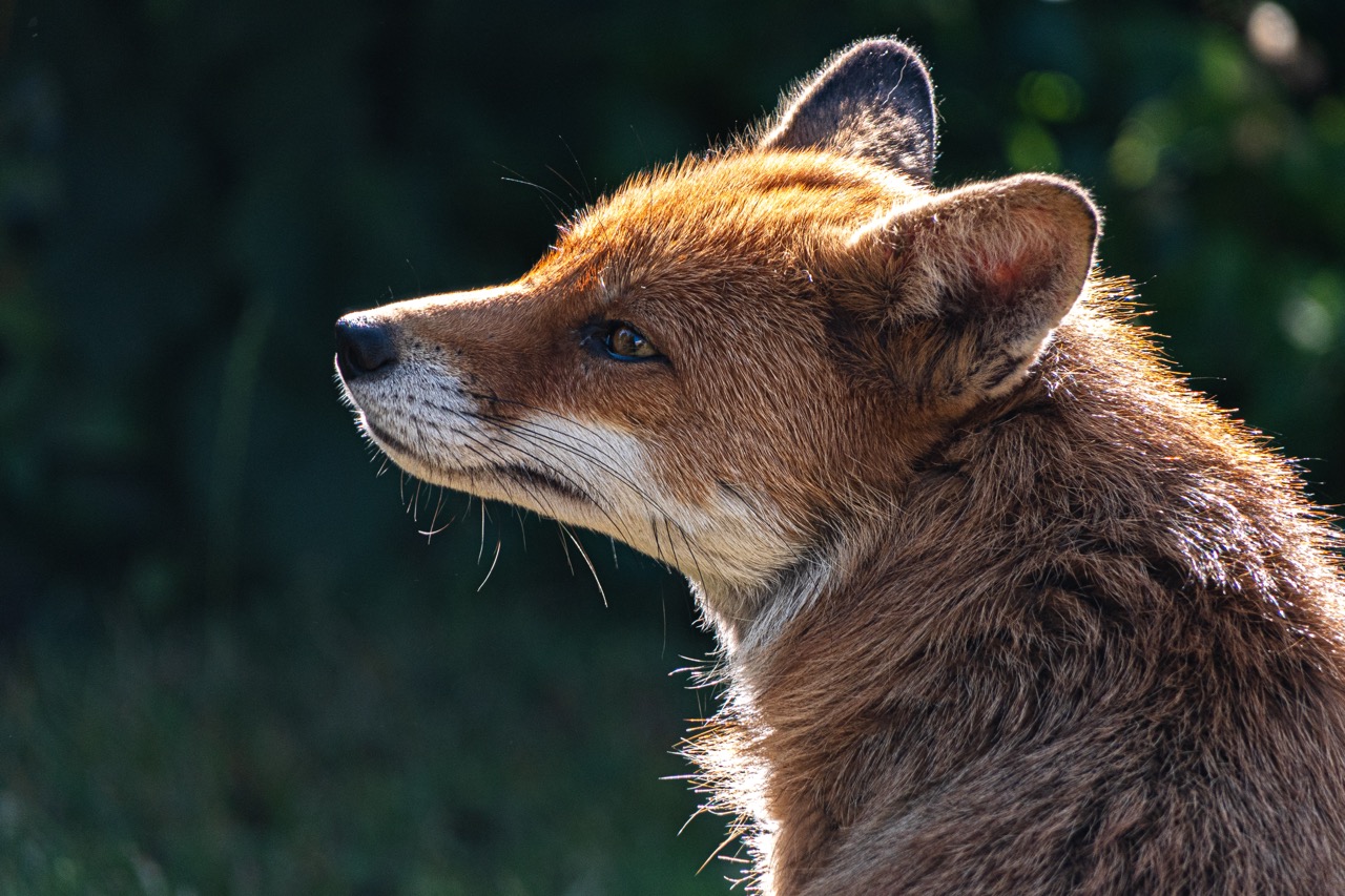 A close-up profile of a red fox with a brown coat against a dark green, blurred background.