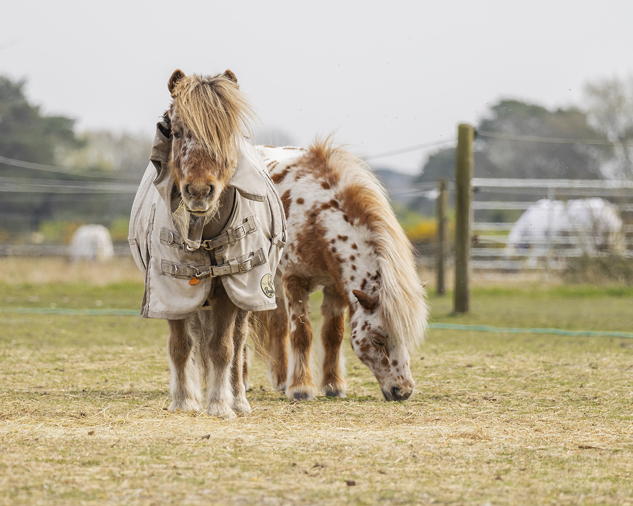 Two ponies in paddock: brown pony with blanket stands beside spotted pony grazing. Wooden fencing and blurred countryside background.