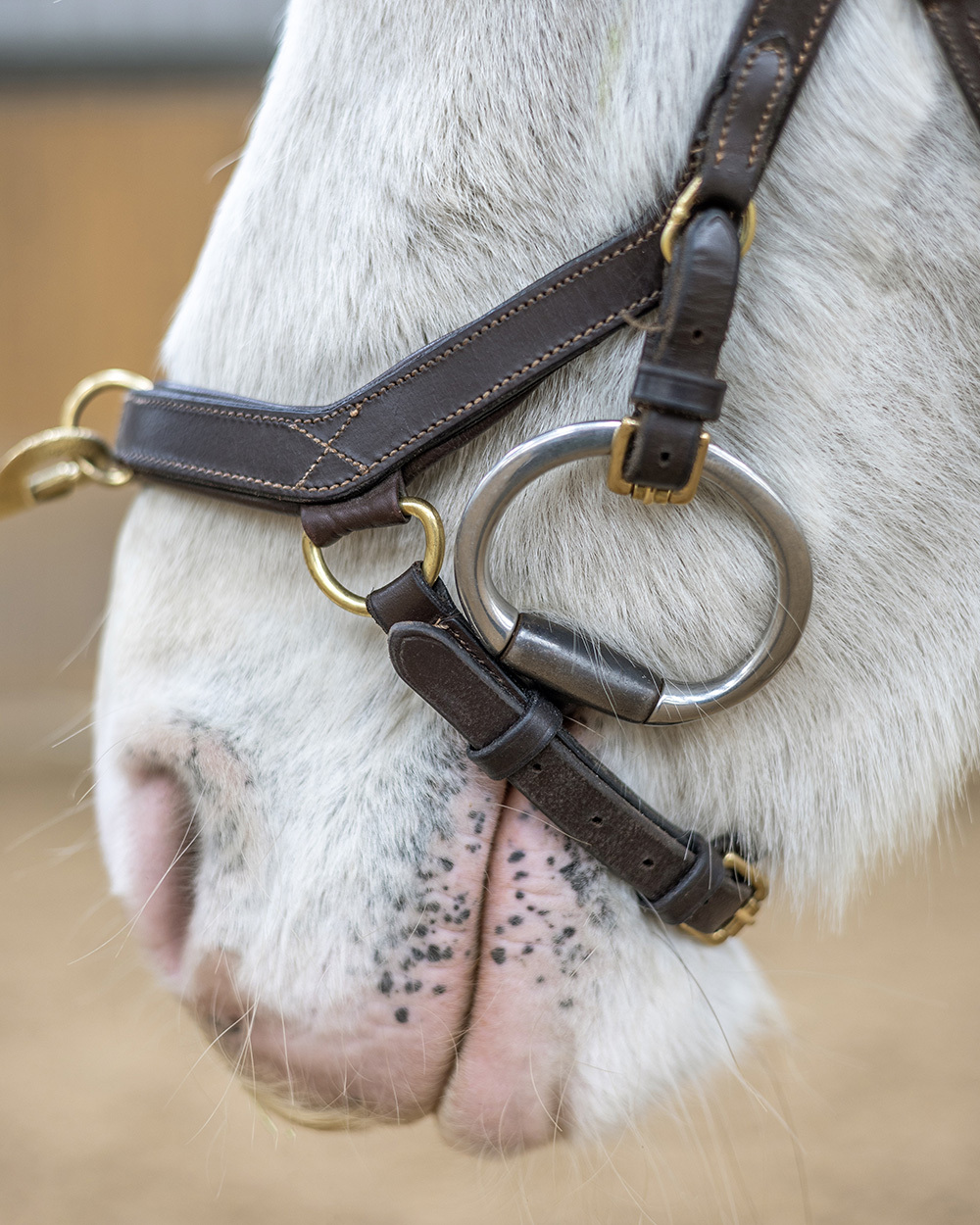 Close-up of white horse's muzzle wearing dark brown leather halter with brass fittings and metal bit.