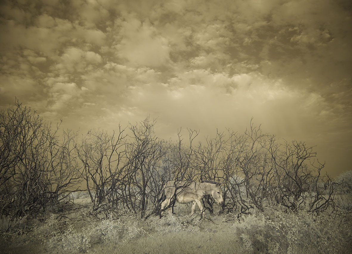 Sepia-toned landscape with bare, twisted trees in foreground and heavy, textured clouds filling brown-golden sky above barren ground.