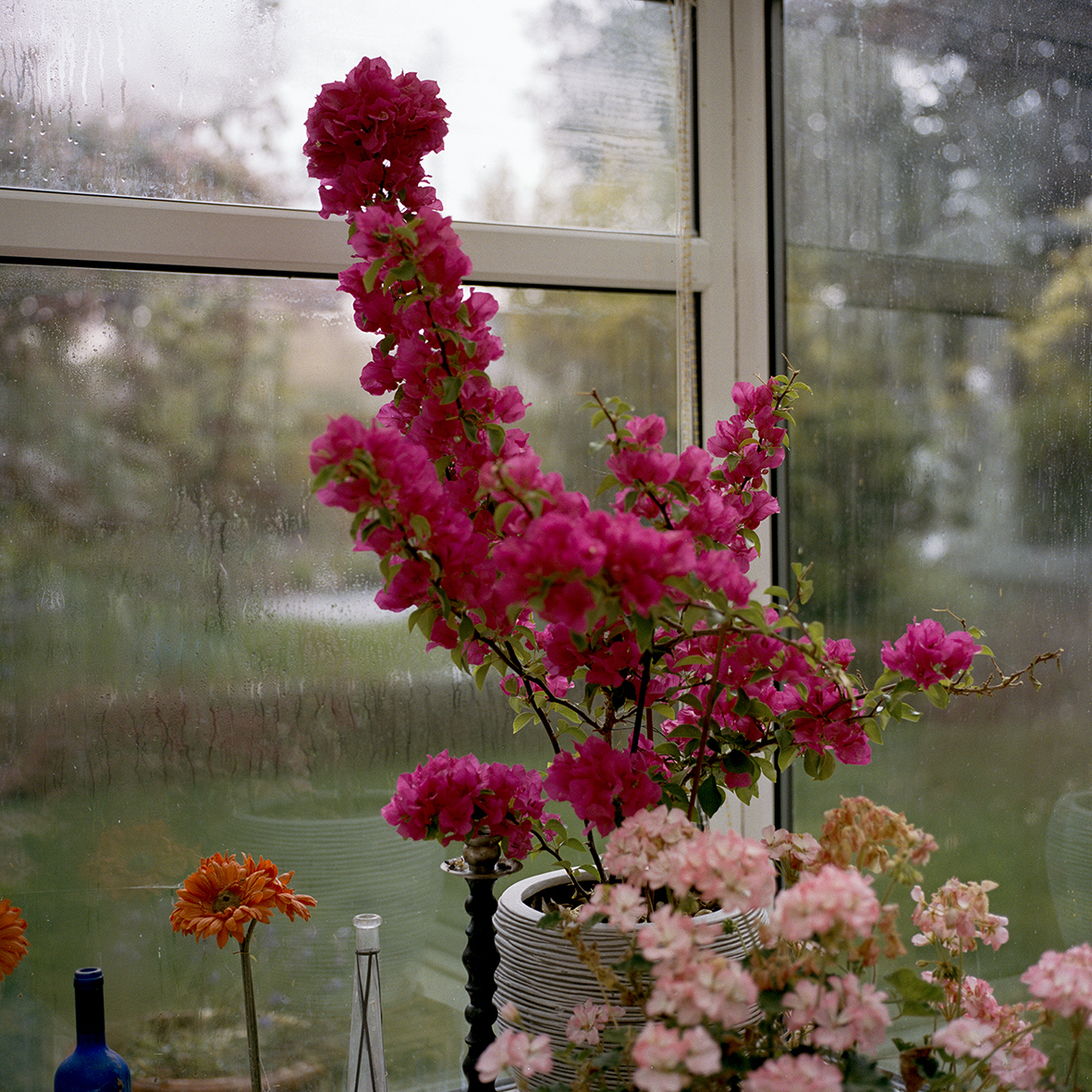 Close-up of some pink-red flowers with a window in the background.