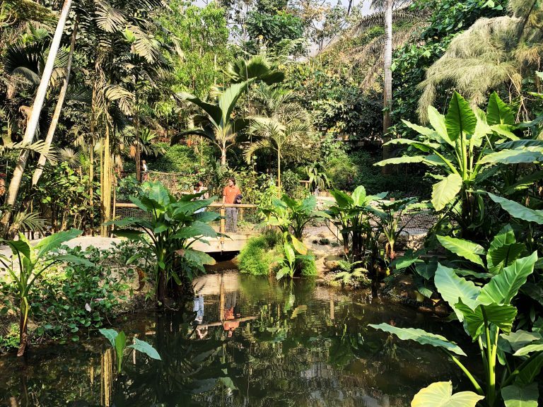 A pond surrounded by a variety of plant life at the Eden Project. A person stands on a bridge in the background.