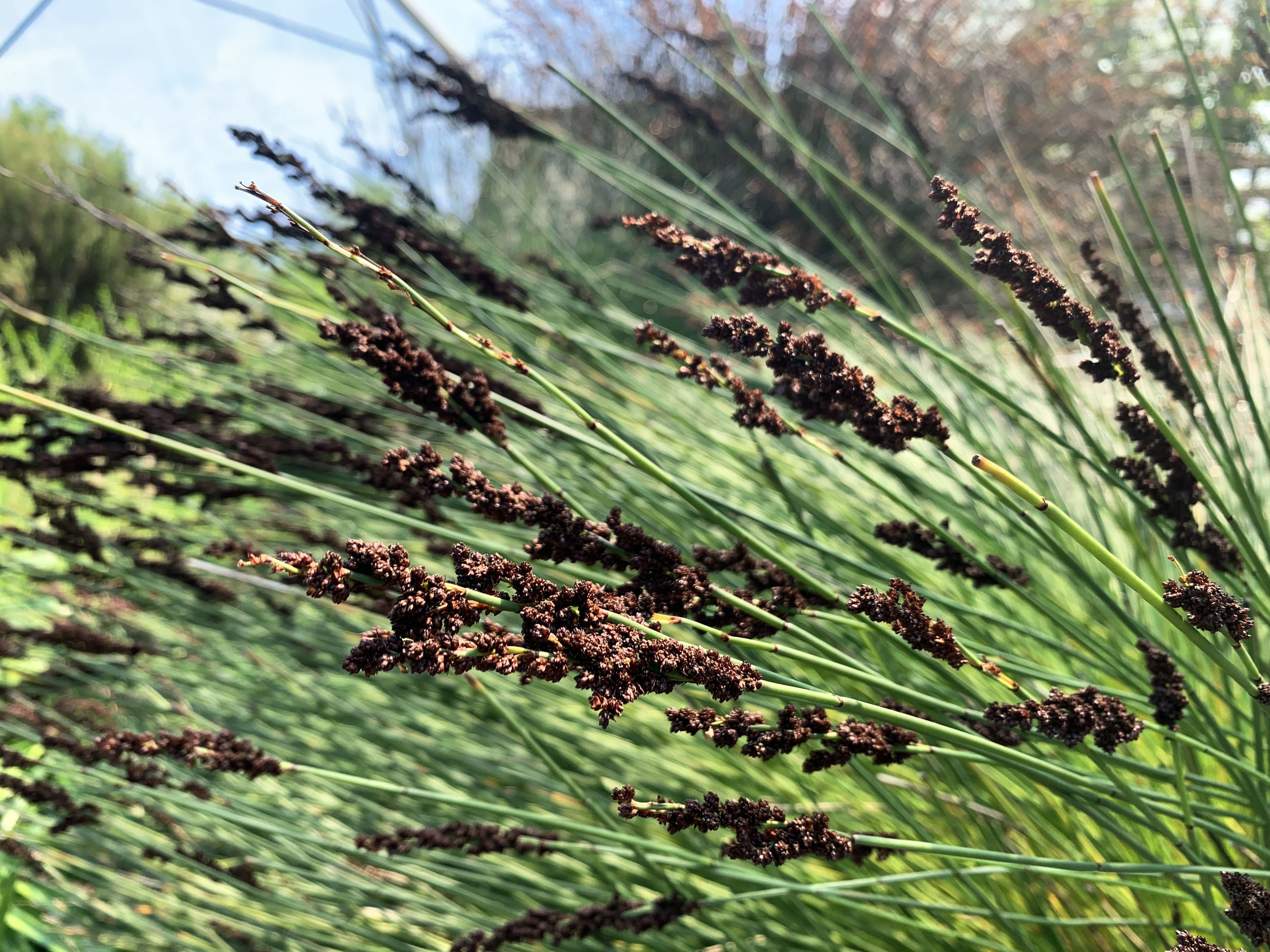 Close-up photo of some reeds in a field.