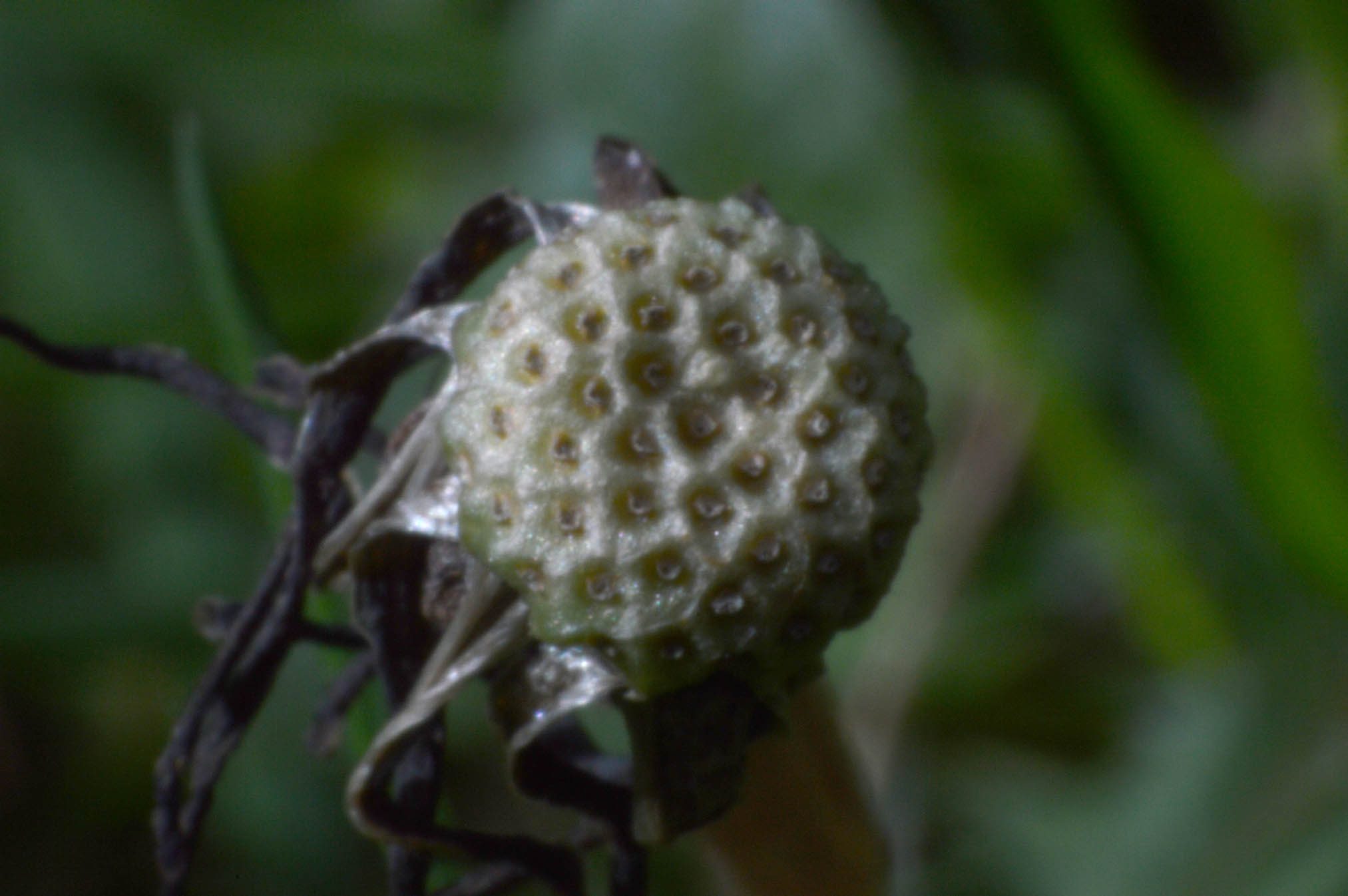 Macro shot of a dead flower