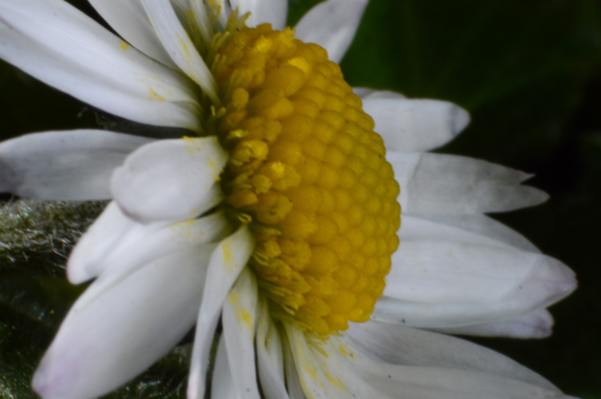 Macro shot of a daisy