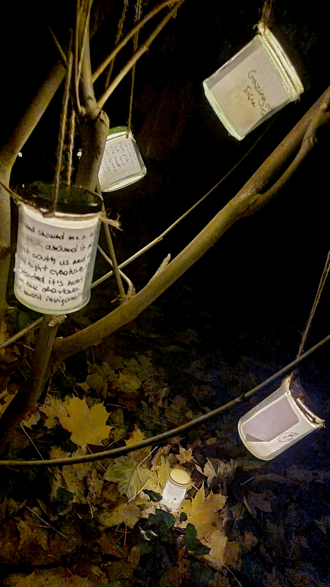 Several small white containers hang from tree branches in a dark outdoor scene, with fallen leaves visible below.