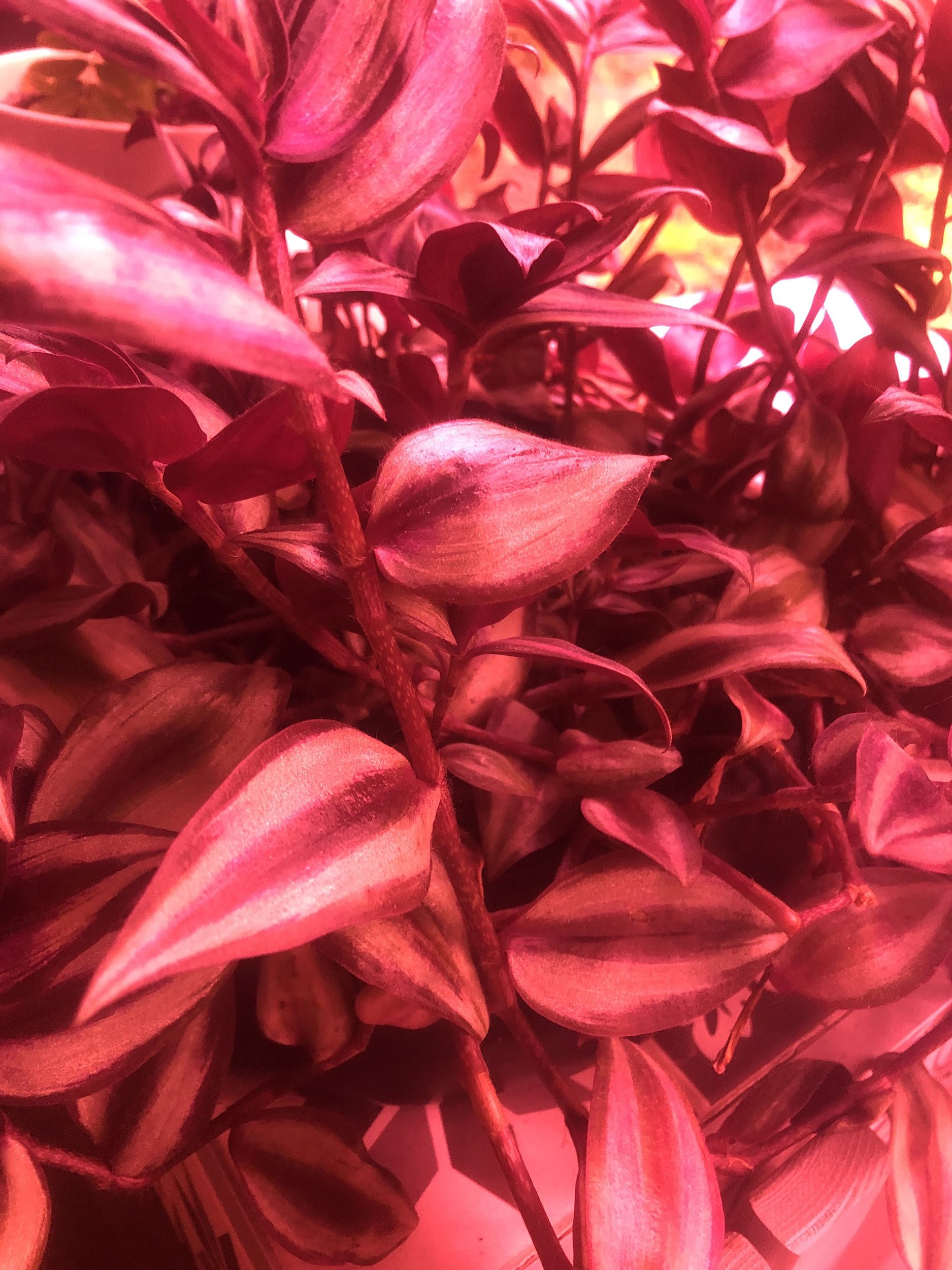 Red lighting over a plant covered in leaves