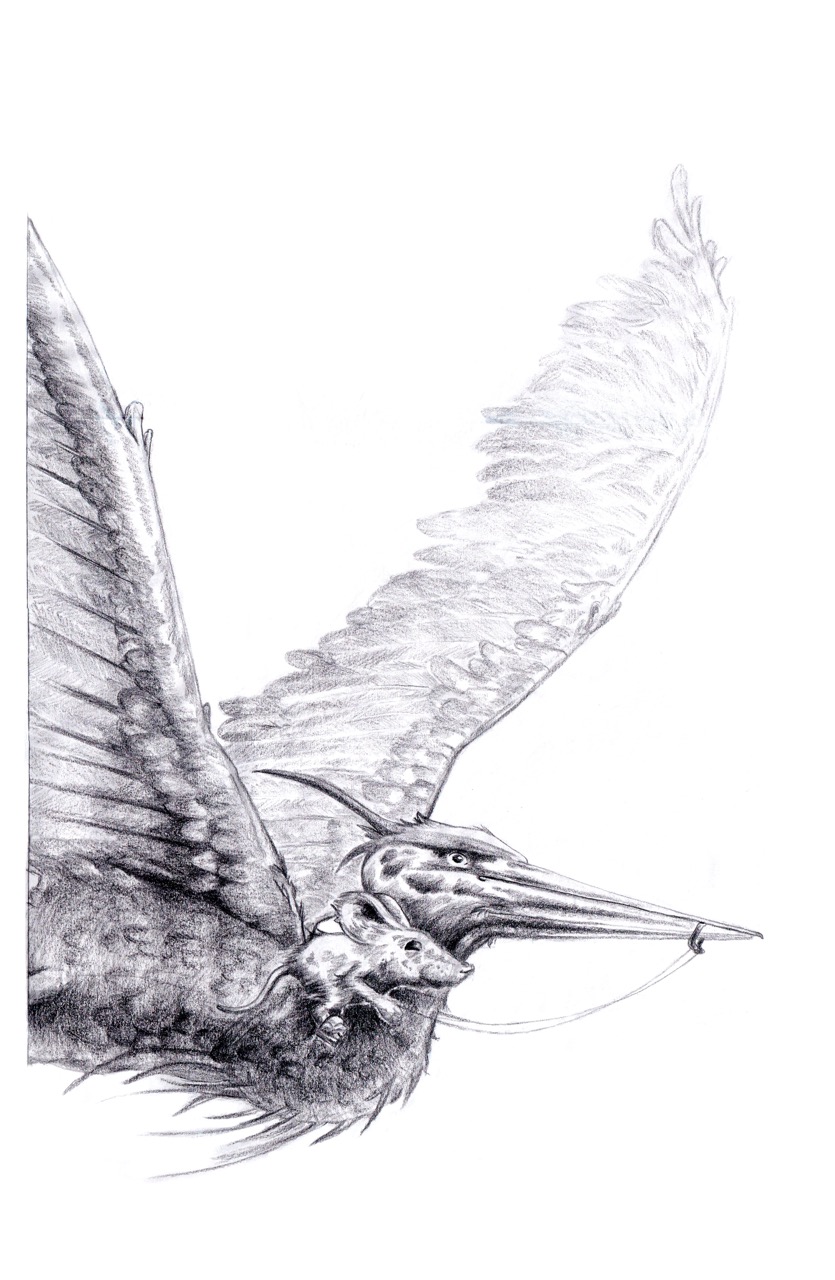 A pencil sketch of a bird in flight with wings spread, drawn on a white background.