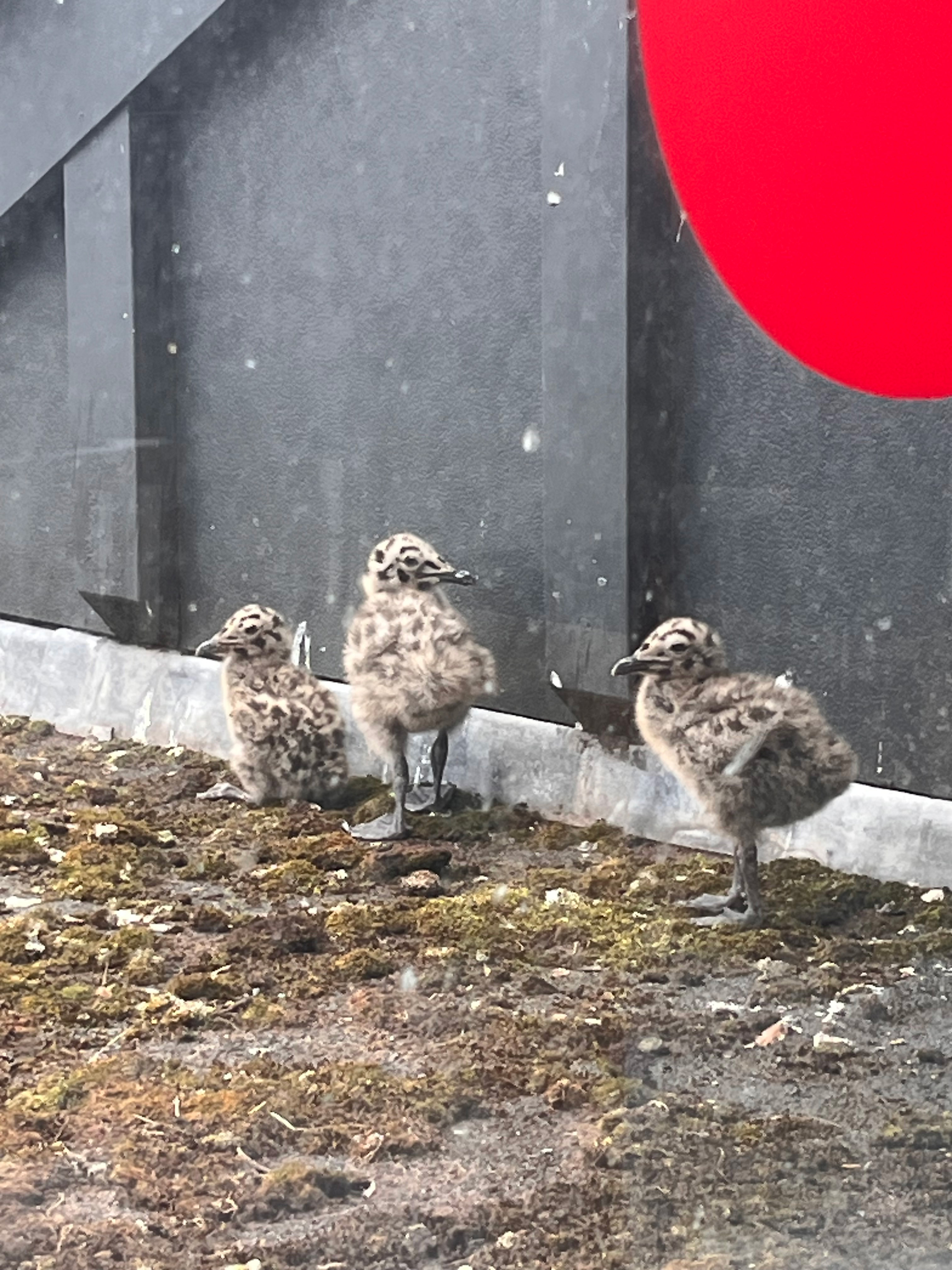 Three young birds with speckled brown plumage standing on dirt ground near grey concrete structure with red circular element.