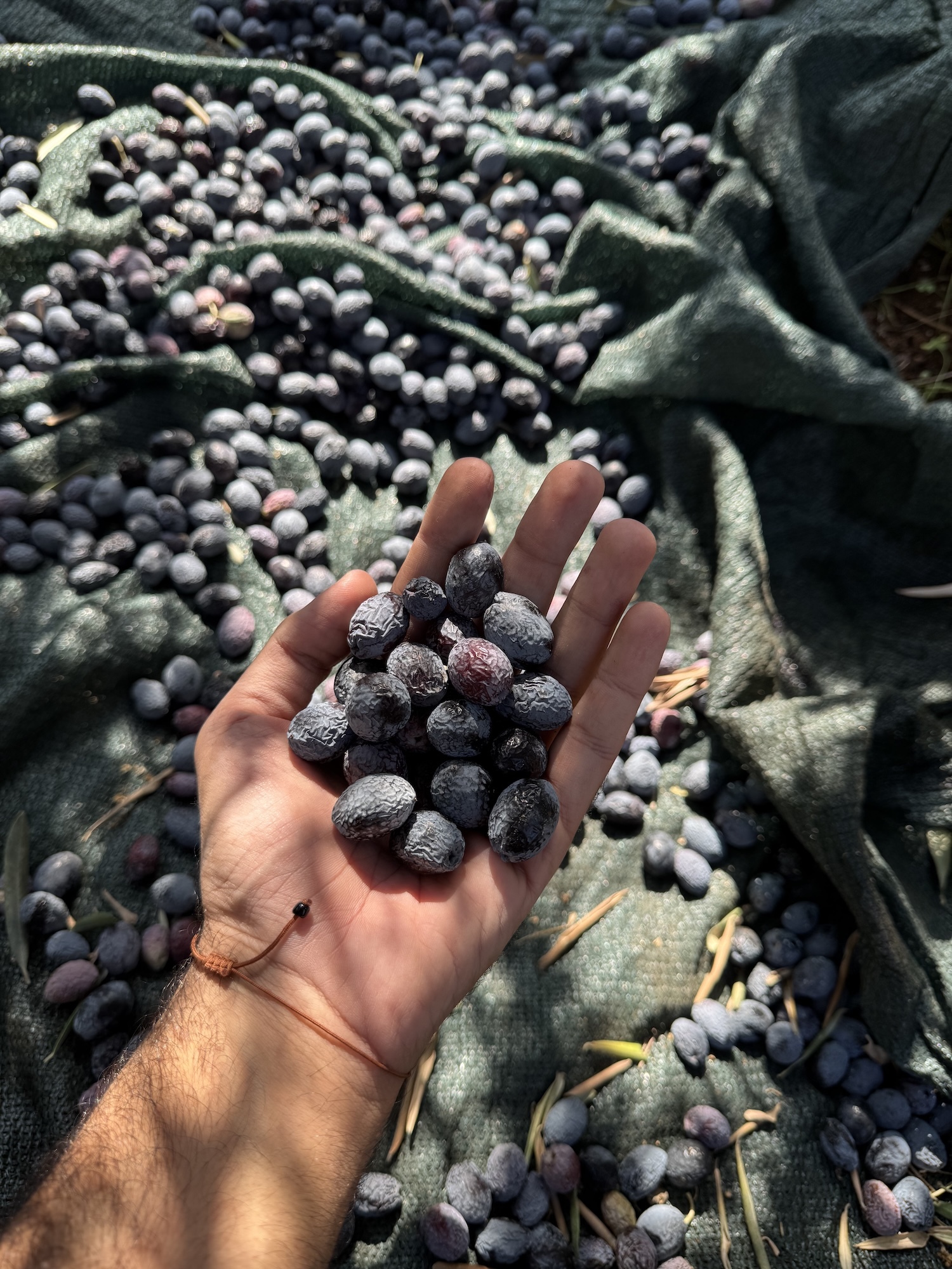 Close-up of a person holding a handful of black olives in their palm, with more olives scattered on the ground in front of them.
