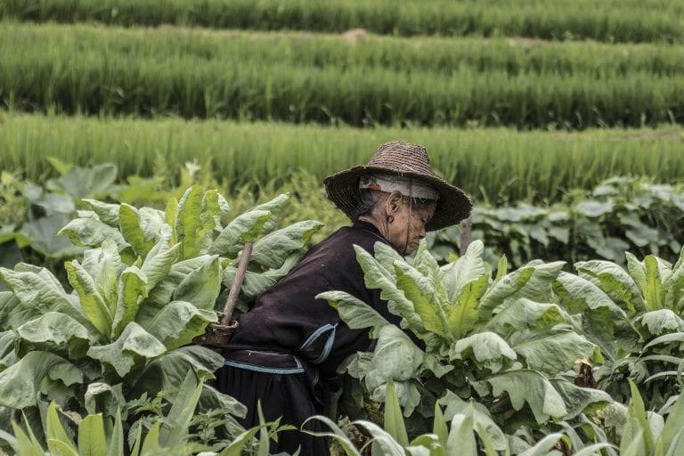Chinese lady in a field