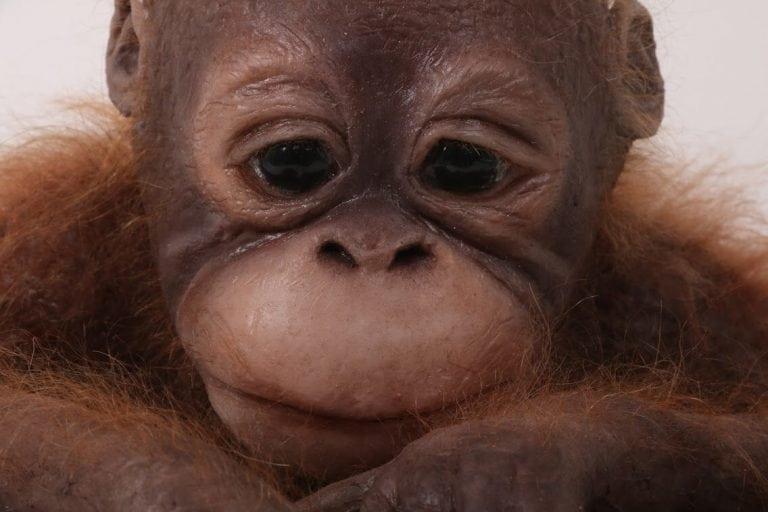 Close-up of the monkey model
