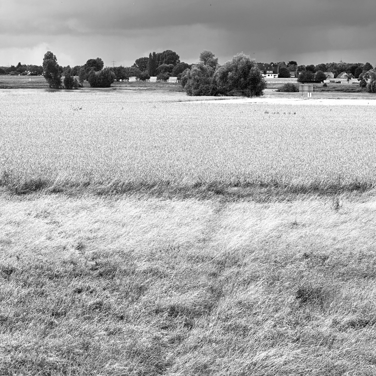 B&W photo of a landscape with flowing grass.