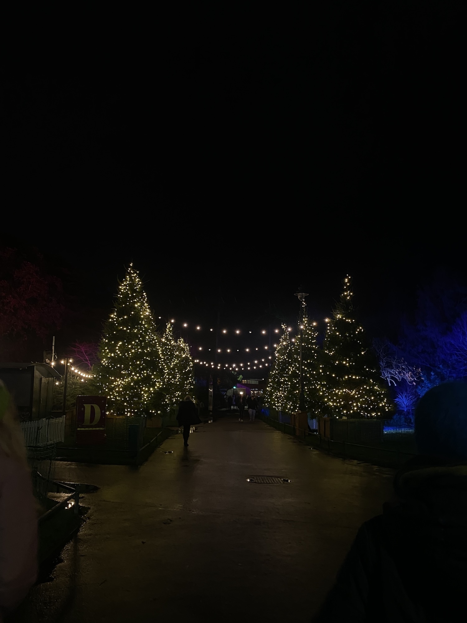 Night scene with illuminated Christmas trees and string lights across a town square or courtyard, buildings visible on sides.