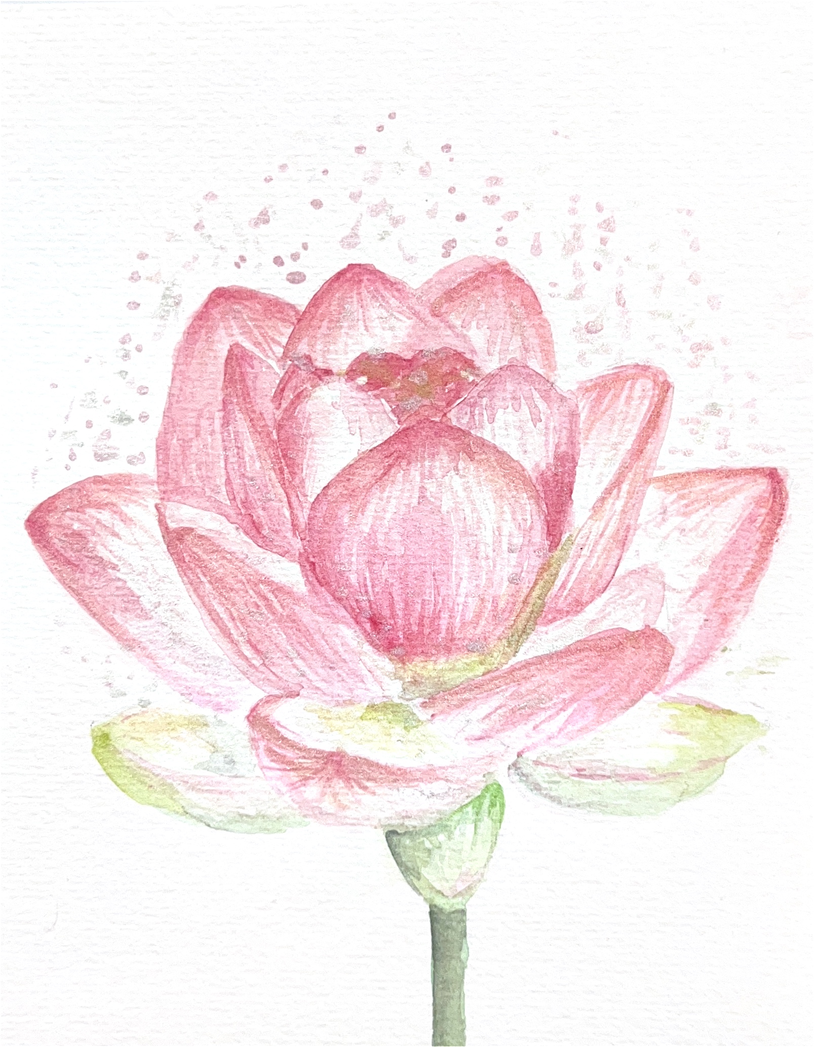 A pink watercolour lotus flower with layered petals and a green stem on a white background.