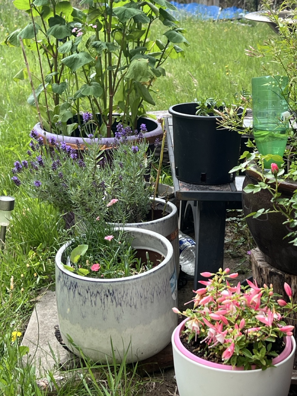 Several potted plants and flowers sit on a wooden patio among tall grass, including a large white planter in the foreground and a black pot on a stand behind it.