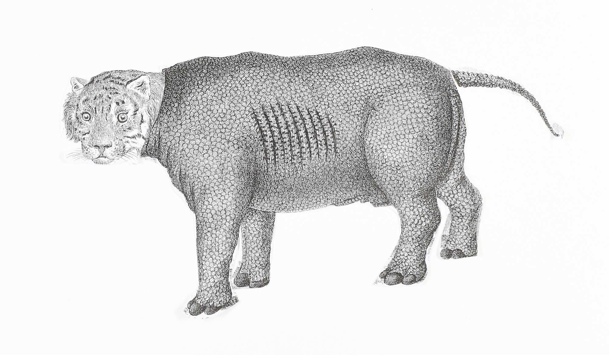 Student pencil drawing of a creature with a tiger head and rhino body