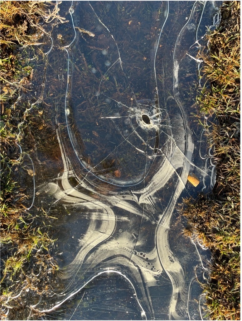 A cracked puddle of ice with a unique wavy pattern by grassy moss.