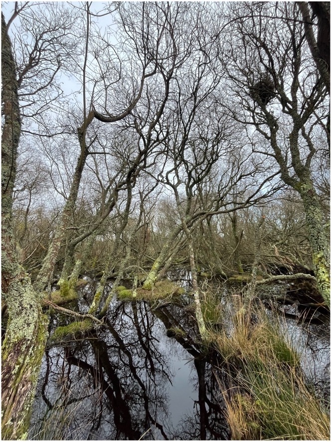 Trees in a marshy lake area.