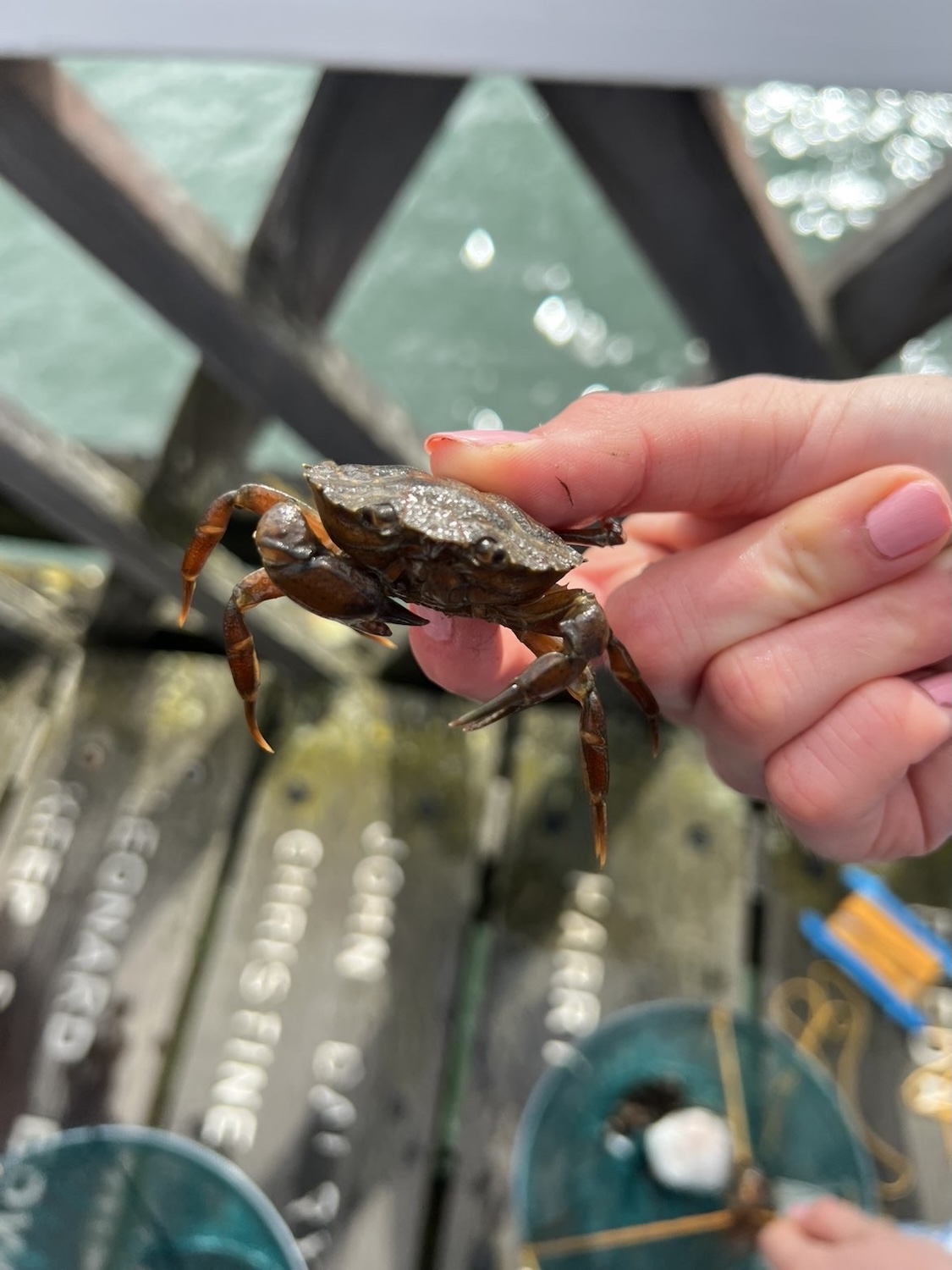 A small brown crab is held between two fingers, with a wooden deck and water blurred in the background.