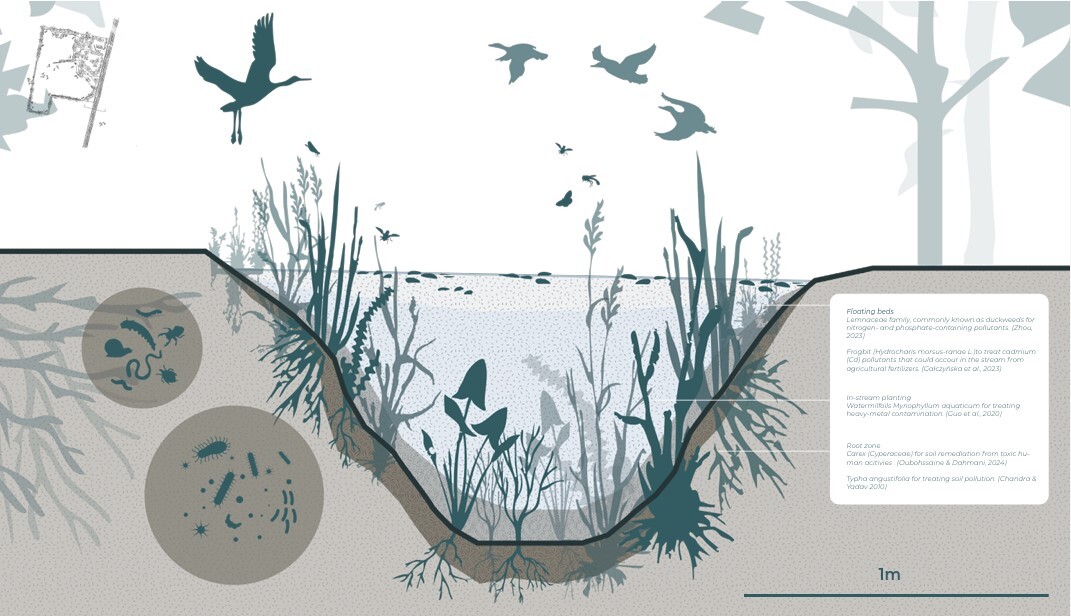 Cross-section diagram showing wetland ecosystem with dark green vegetation, grey-brown soil layers, circular detail insets, and dark bird silhouettes above water surface.