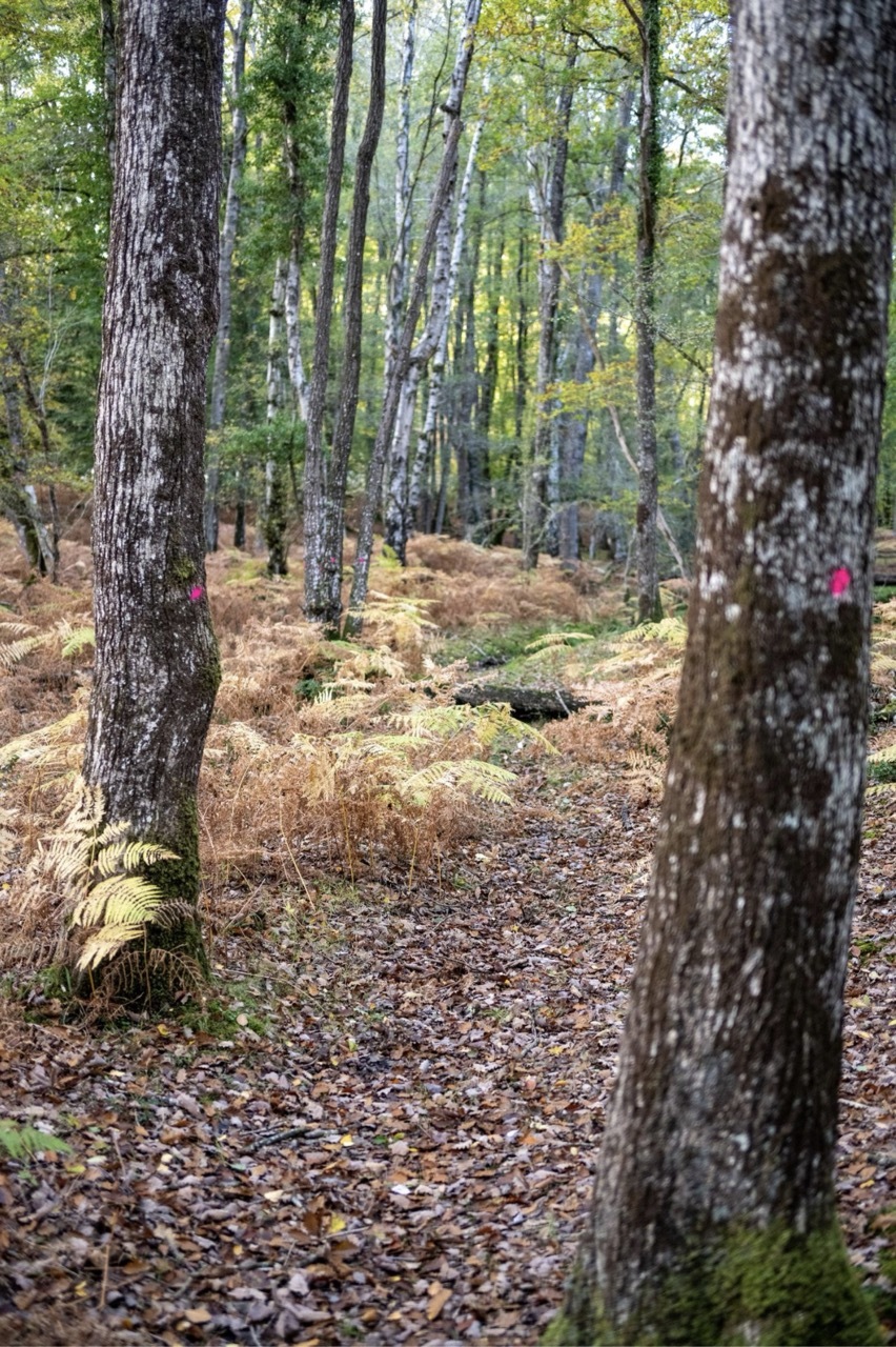 Forest path winding between tall trees with grey bark, golden bracken covering ground, pink trail markers visible on trees