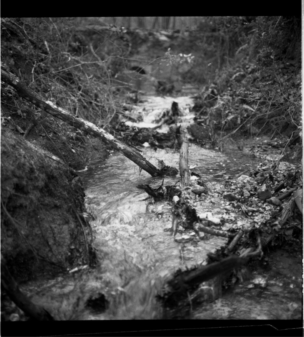 Black and white image of a small stream flowing through woodland with fallen logs crossing the water and dense vegetation on banks