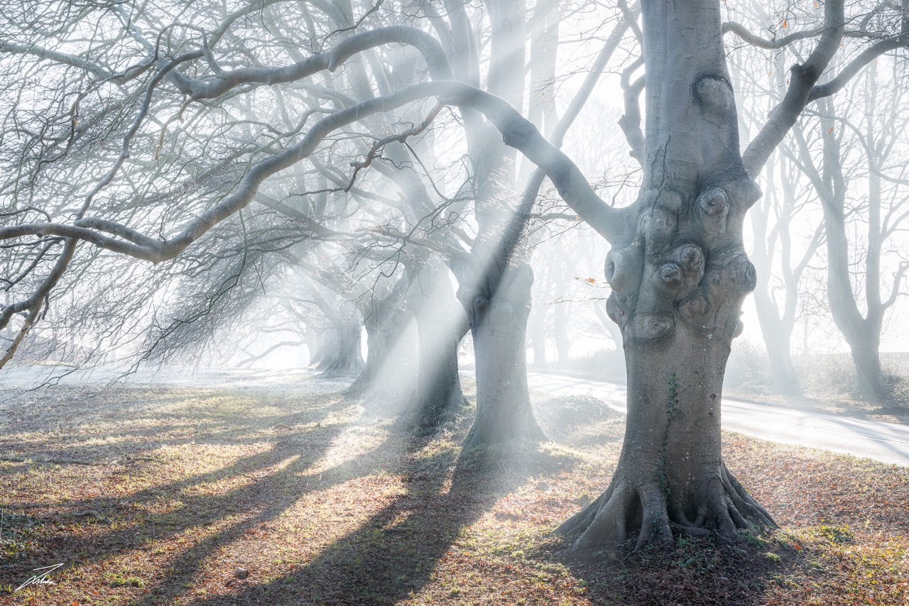 A misty forest with tree branches and sun shining through the mist.