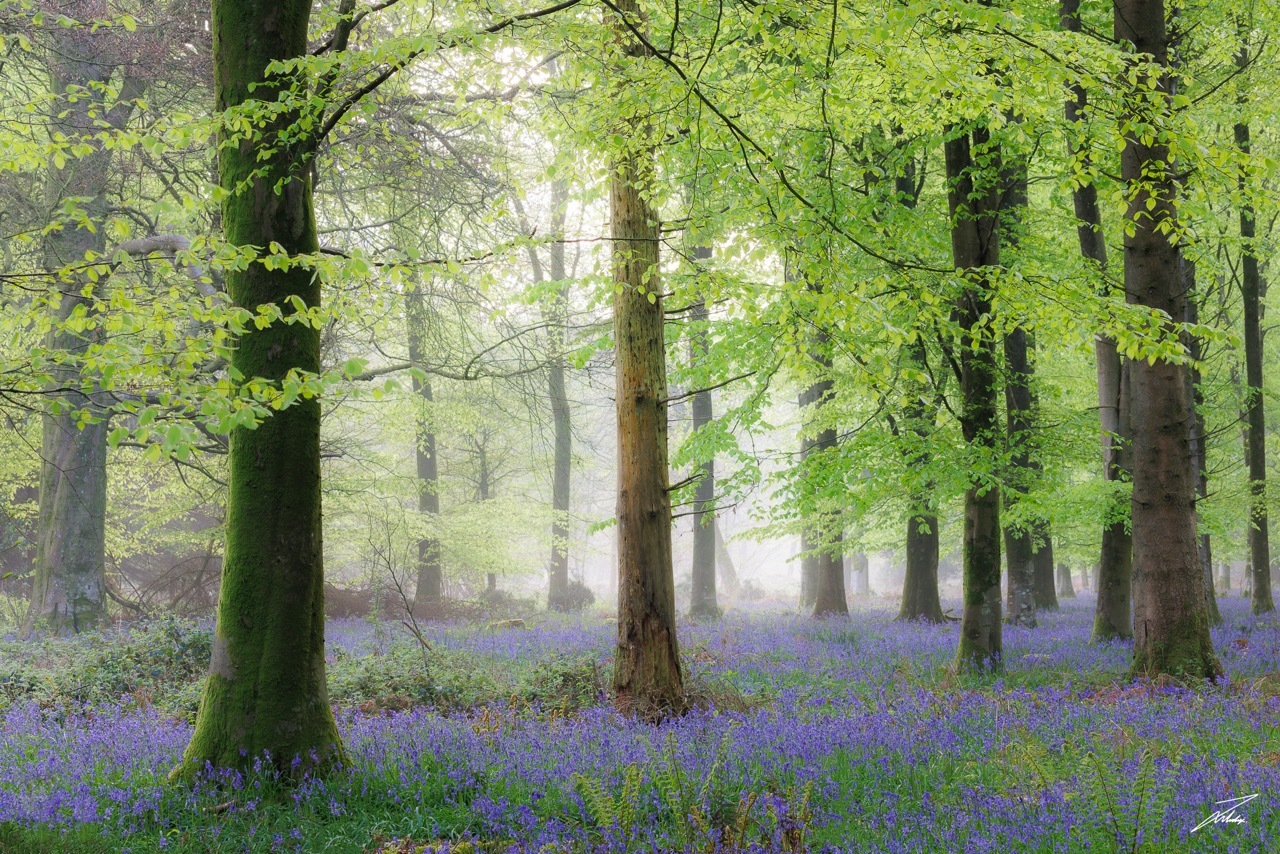 A forest during the spring with bright green leaves and bluebells.
