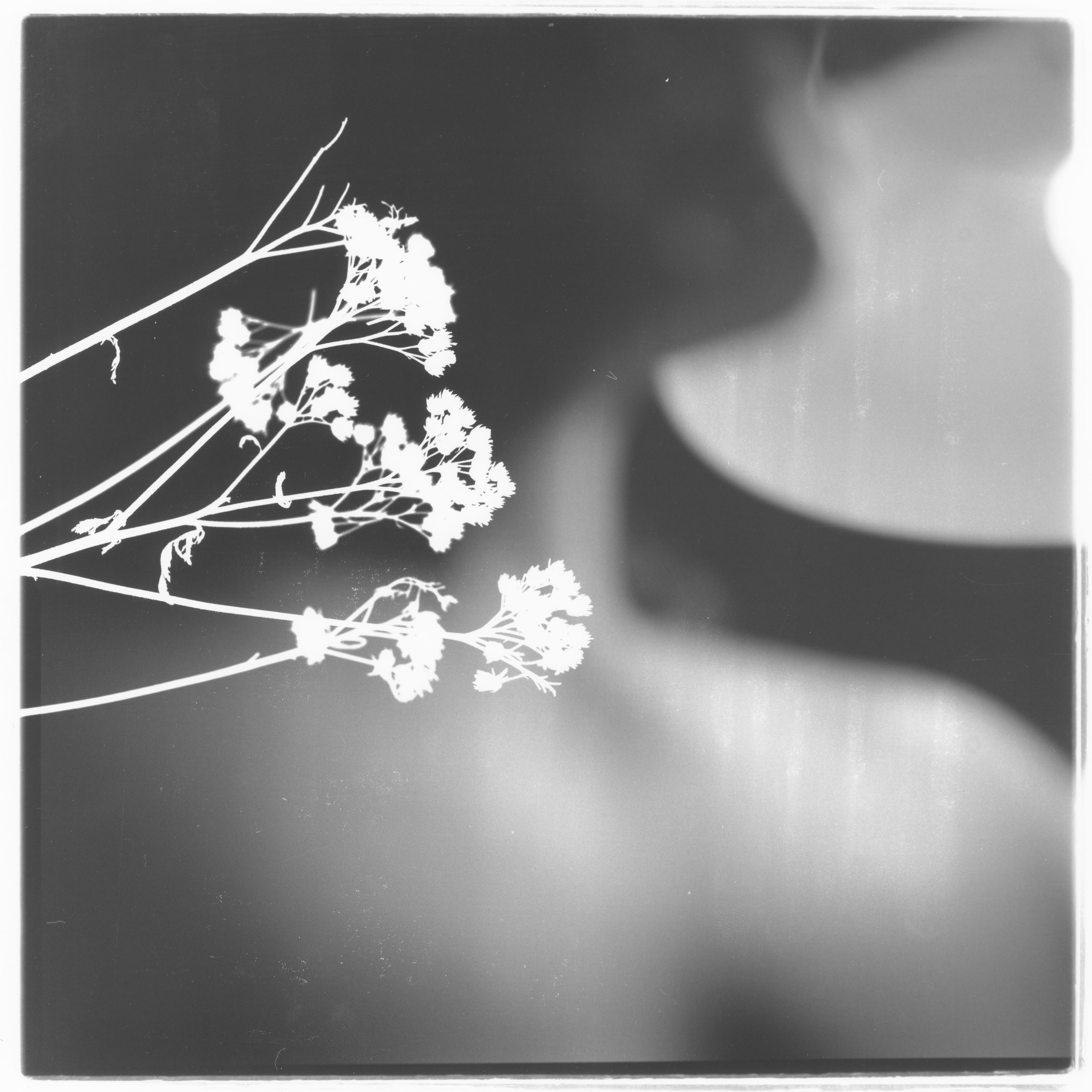 Abstract and blurred abstract image with the white silhouette of some flowers at one side.