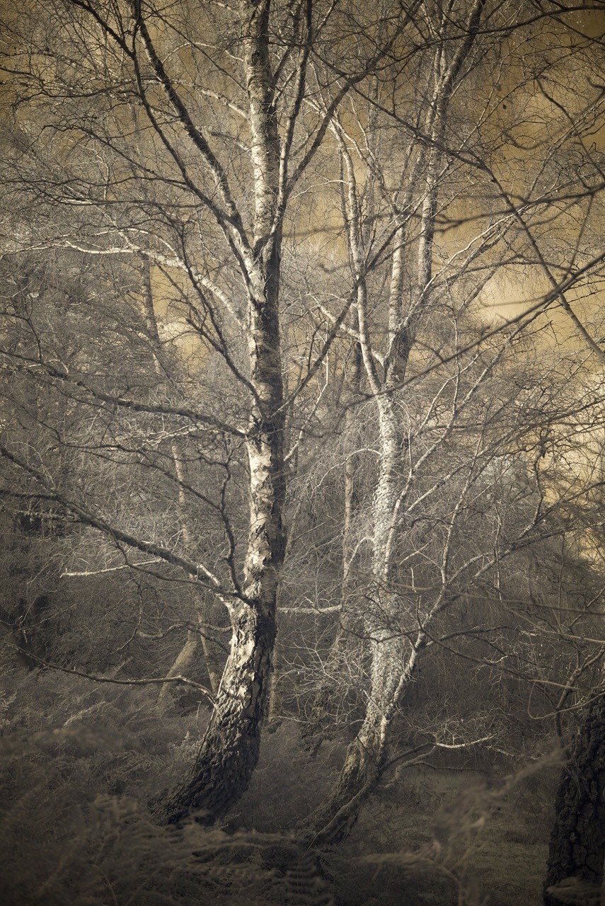 Bare birch trees with white bark and intricate branch patterns against muted brown and grey background in winter woodland.