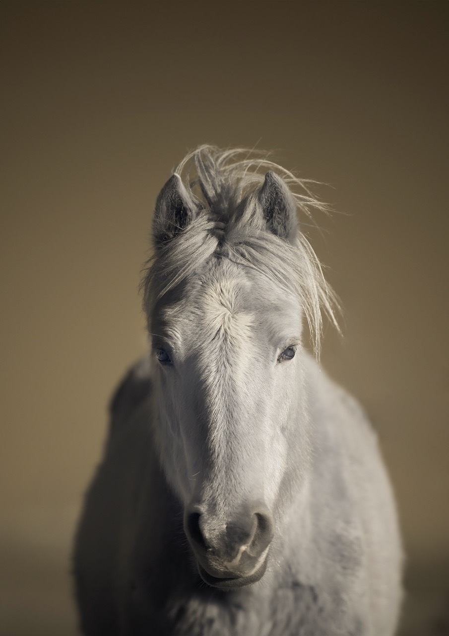 White horse with blonde mane facing camera against blurred brown background, mouth slightly open showing teeth.