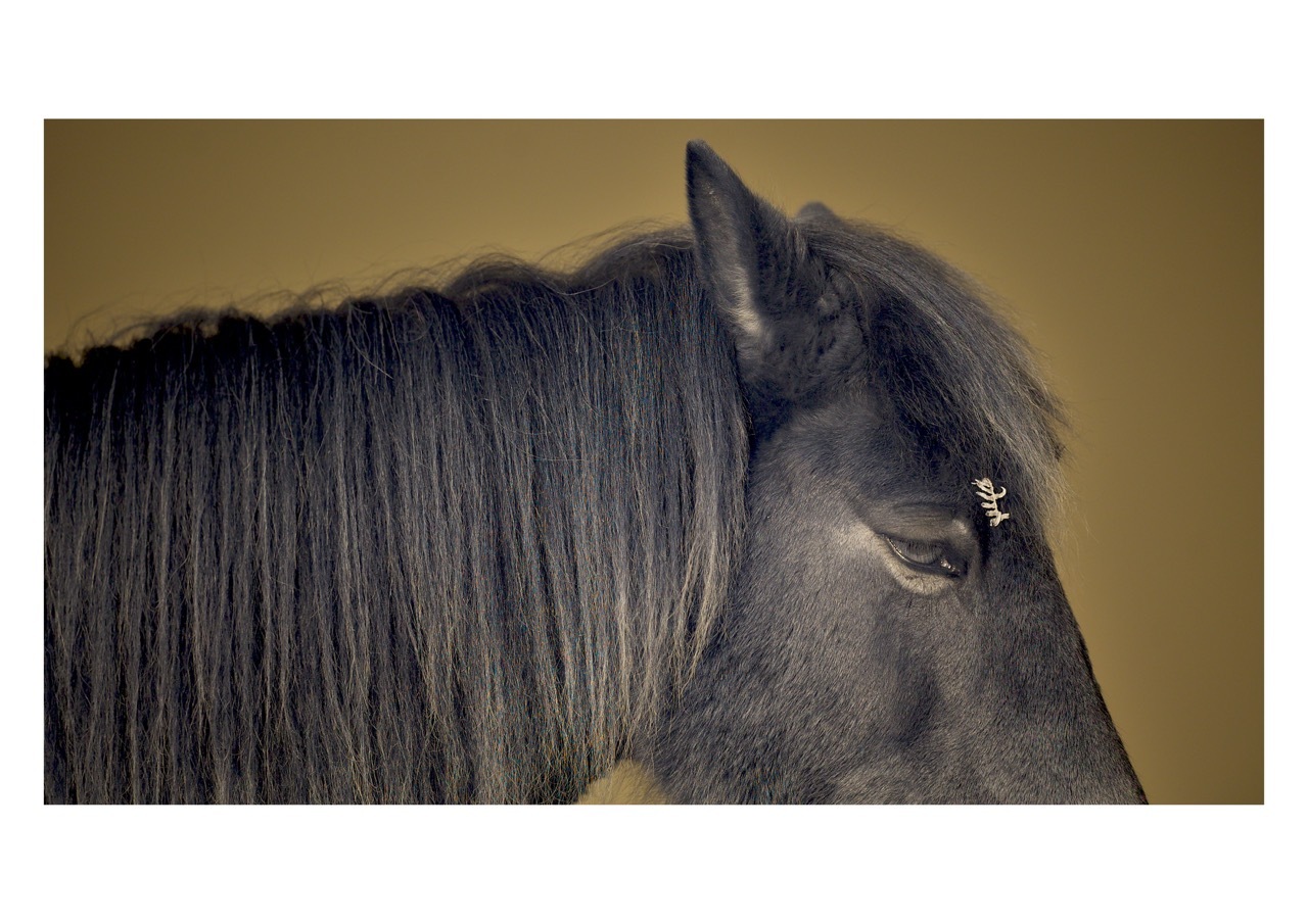 Grey horse's head in profile with long dark mane against beige background, showing eye and ear detail.