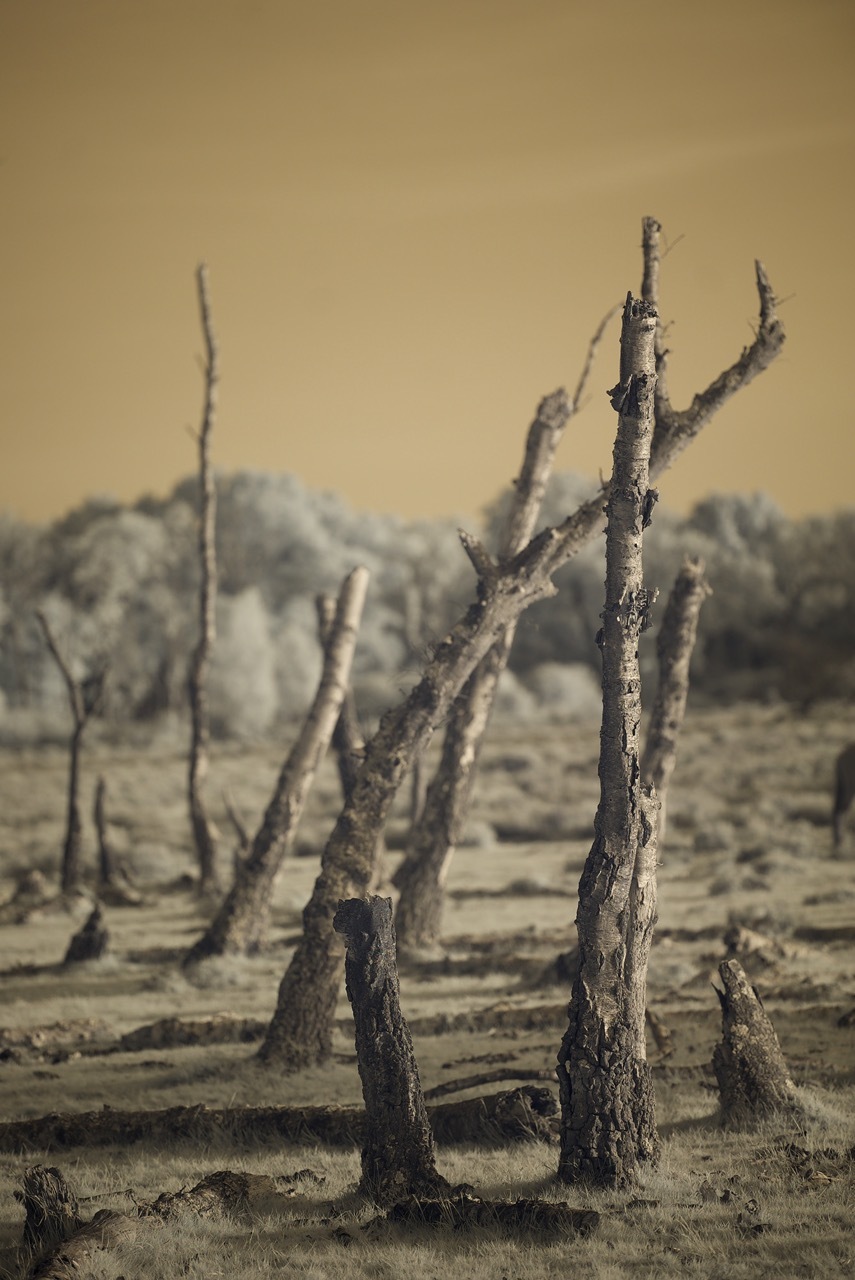 Bare tree trunks and branches in arid landscape with orange-tinted sky and distant hills in background.