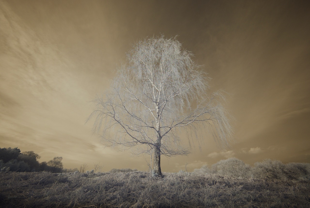 Single bare tree with white branches against sepia-toned sky. Muted brown and beige landscape surrounds the central tree.