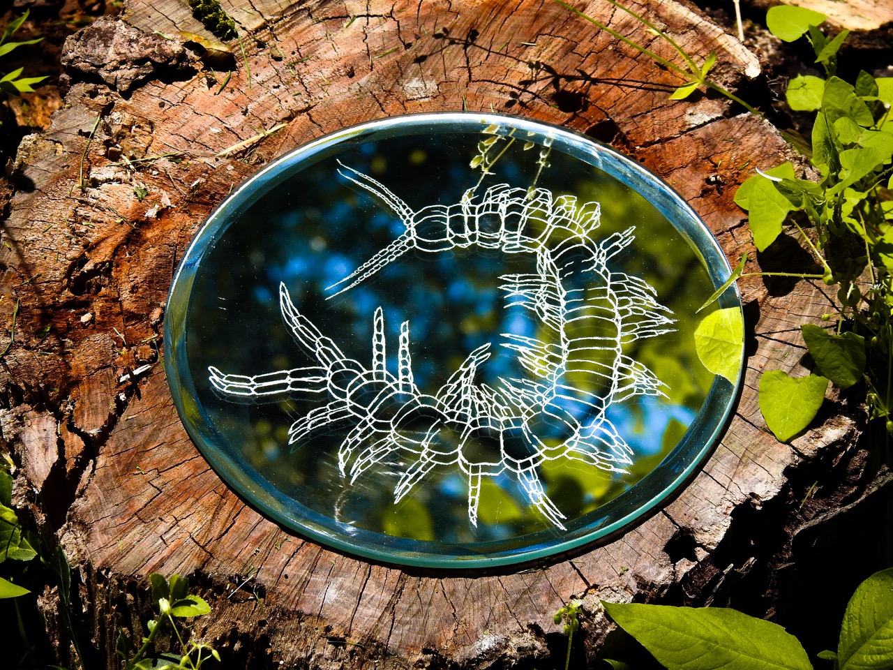 An oval glass plaque etched with a centipede design rests on a cut tree stump, surrounded by green leaves.