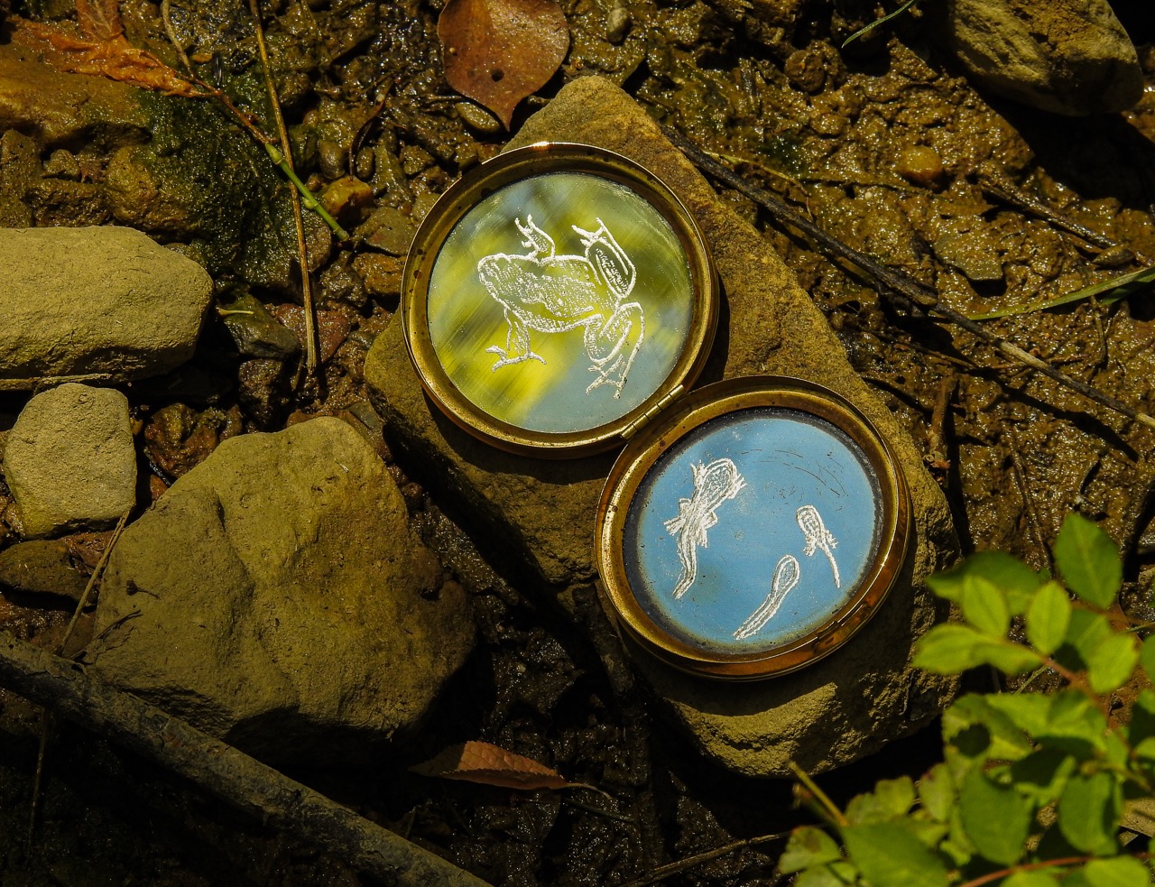 Two round lidded containers with pressed insect illustrations, resting among rocks and dry leaves beside a shallow stream.