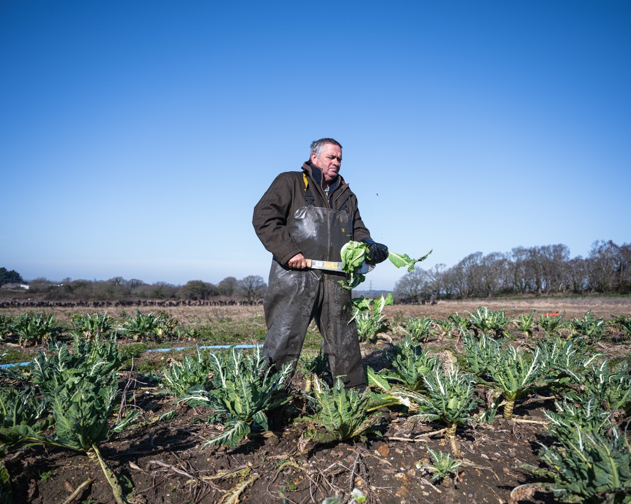 Man in dark overalls holding green vegetables stands in muddy field with leafy crops under clear blue sky.