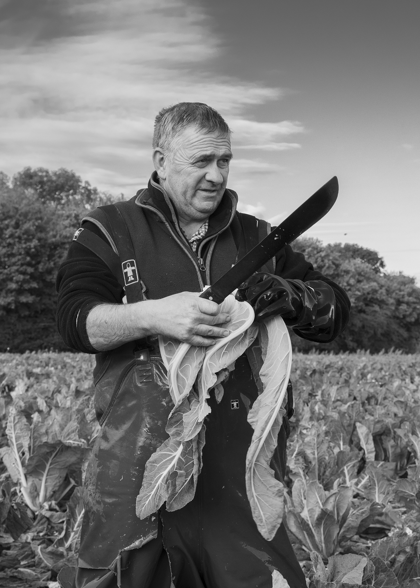 Black and white image of older man in dark jacket holding large leafy vegetables and knife, standing in crop field with trees in background.