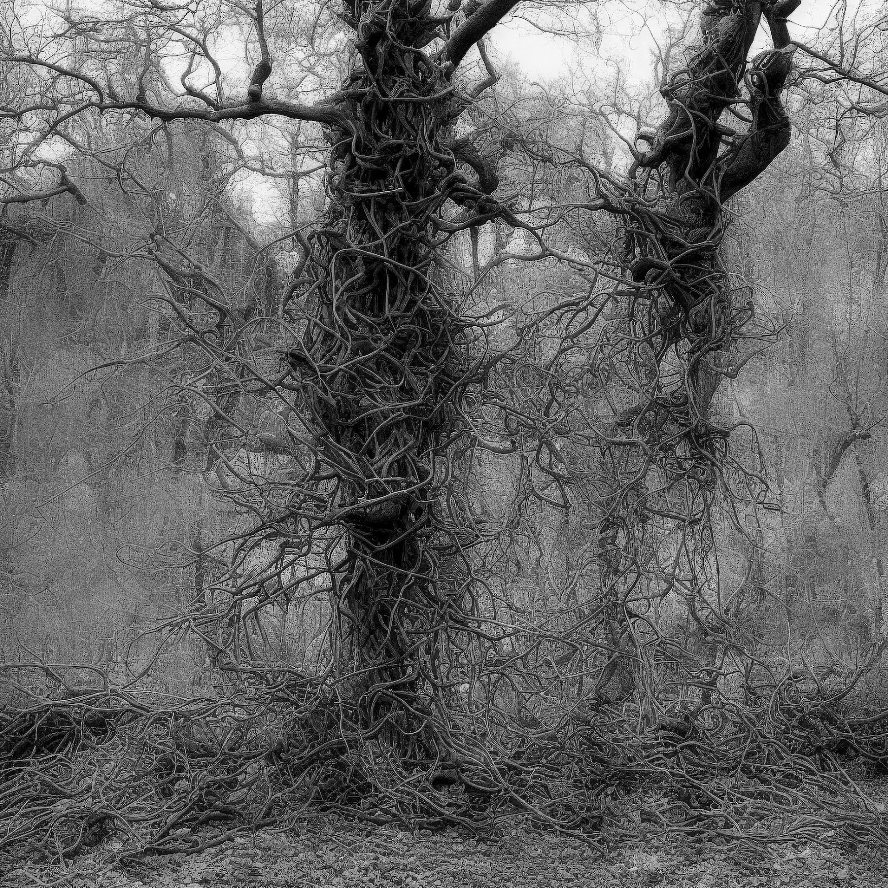 Two dead tree-like plants surrounded by tangled masses of branches and roots, shown in black and white.
