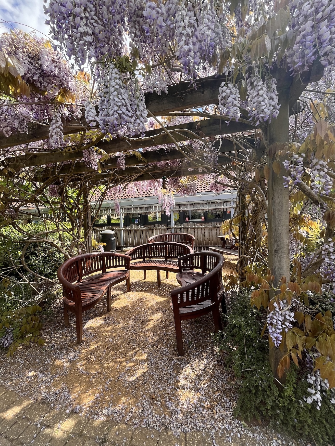 Curved wooden bench beneath wooden pergola covered in purple wisteria flowers, with house visible in background through dappled sunlight.