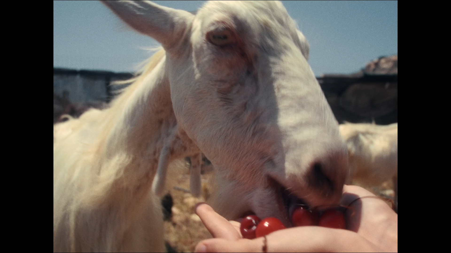 Close-up film still of a goat eating cherries out of a person's hand.